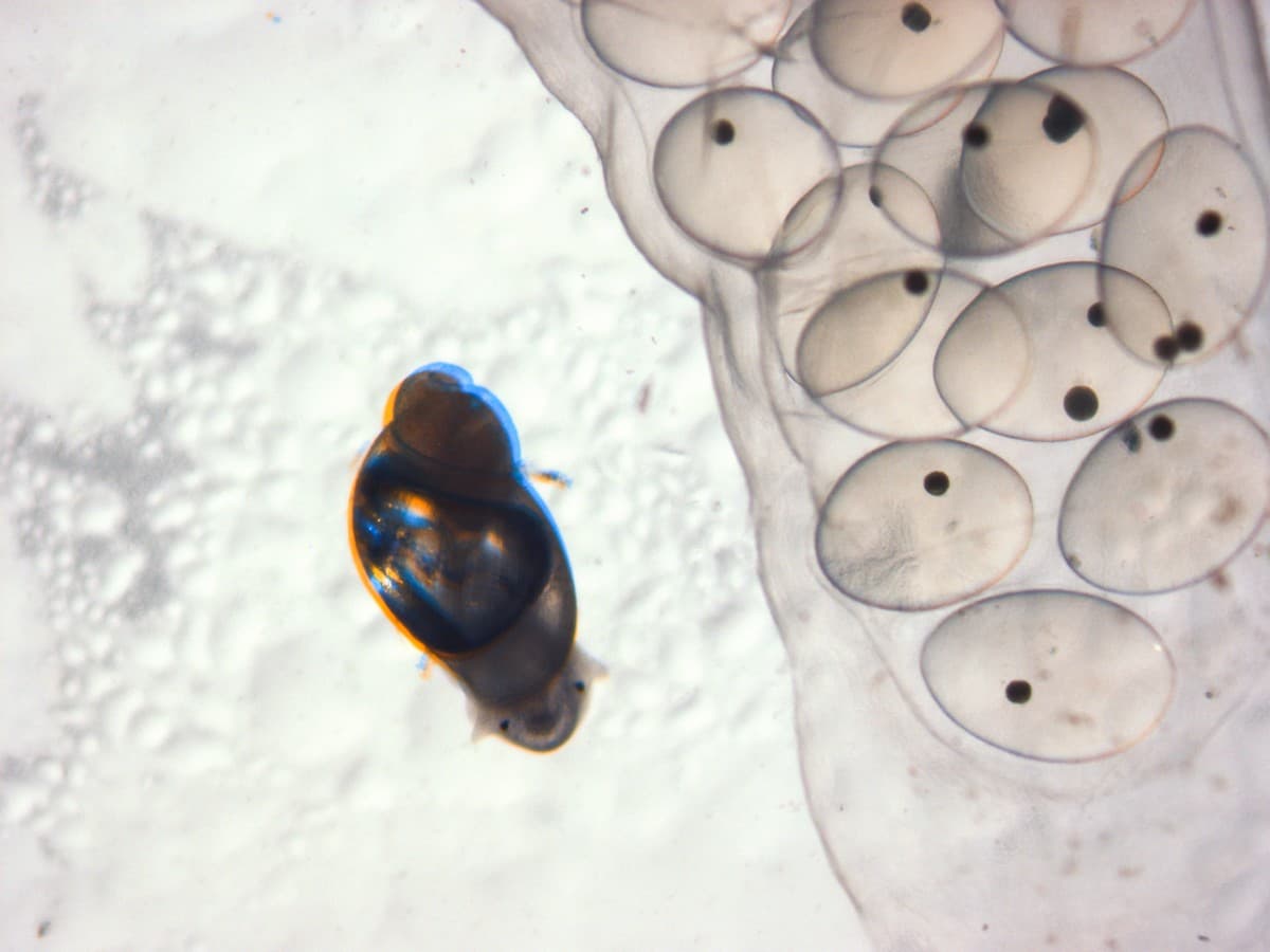 Hardly 2-3 mm. long, the newly-emerged juvenile Lymnaea stagnalis possesses all the structures of the adult snail. This feat is achieved within a little more than a week’s time since the eggs were laid. (As seen under a stereo microscope.)