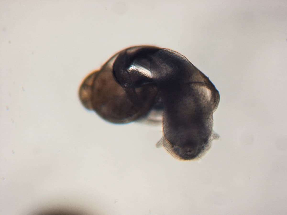 Hardly 2-3 mm. long, the newly-emerged juvenile Lymnaea stagnalis possesses all the structures of the adult snail. This feat is achieved within a little more than a week’s time since the eggs were laid. (As seen under a stereo microscope.)