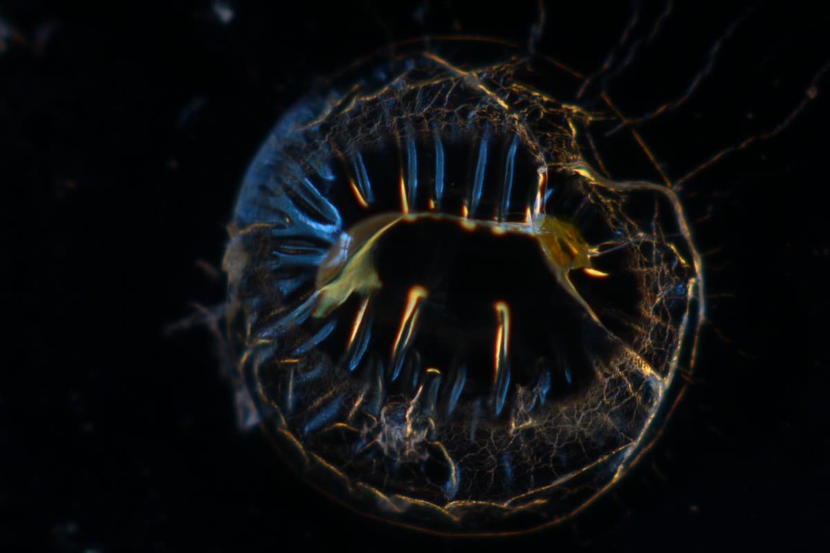 Remnant of an egg capsule just after a juvenile pond snail (Lymnaea stagnalis) emerged from it. When observed under a dark field, the diffracting and refracting light gave these brilliant blue and golden hues to the otherwise transparent, empty egg capsule. (As seen under a compound microscope.)