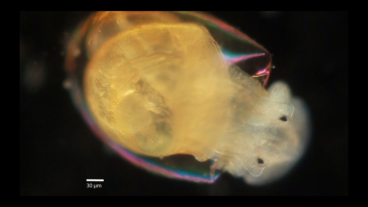 Once the primordial organs and tissues become more specialised and differentiate, and all the nutrients within the capsule get exhausted, the juvenile is ready to hatch and make its entry into the outer environment. Here, a juvenile is seen taking its first ‘steps’ into the world. A living being is born! (As seen under a compound microscope.)