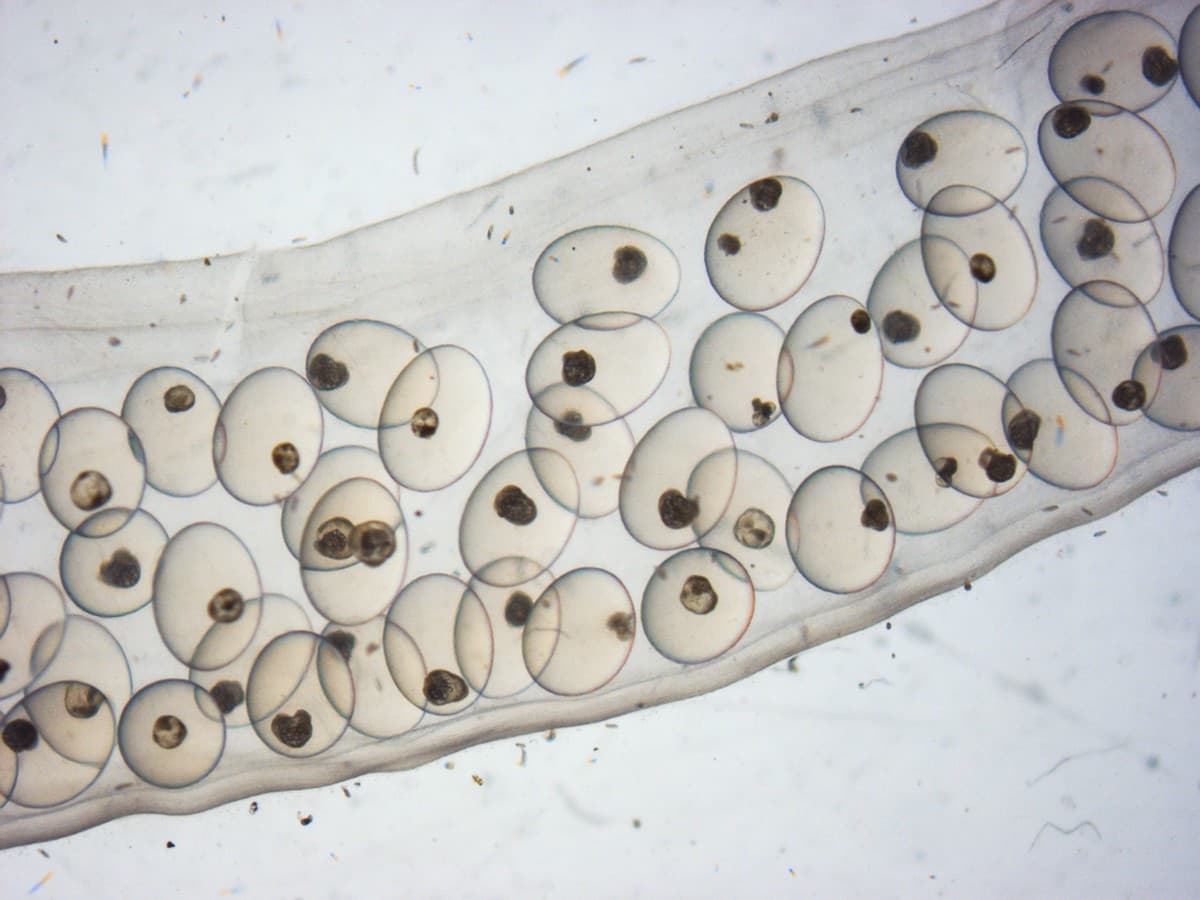 A female of the Lymnaea stagnalis snail lays eggs in large masses clumped together in a transparent egg sac that is about 1-4 cm. long. A sac carries a clutch of about 50-120 eggs. Each transparent, oval-shaped egg capsule measures about 1 mm. in diameter in which the embryonic journey of a single fertilized egg cell begins at about 100 µm (micrometers ) in diameter. (As seen under a stereo microscope.)