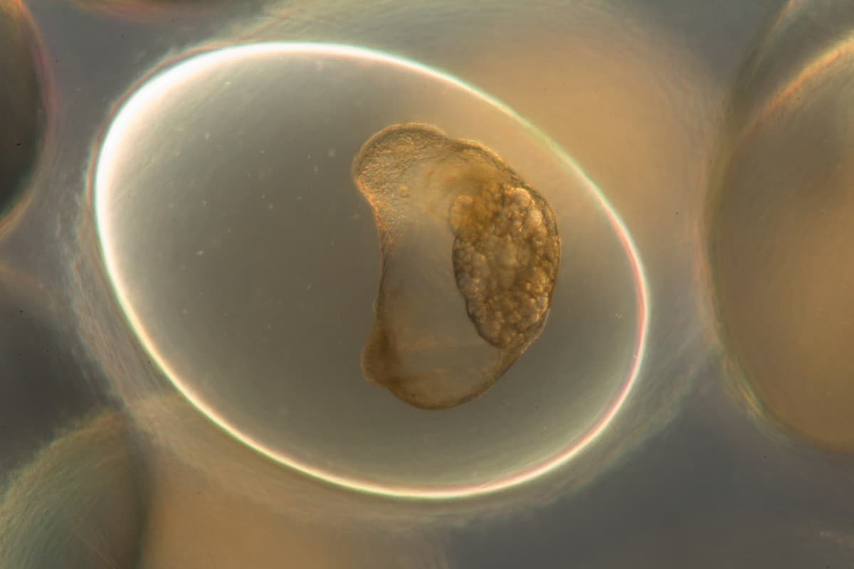 This is the trochophore stage of the snail embryo that develops within two days of the egg being laid. It's when the cells are busy organising and gearing up for more specialised roles; the nutrient-rich fluid within the cell capsule ensuring this growth continues unabated. (As seen under a compound microscope.)