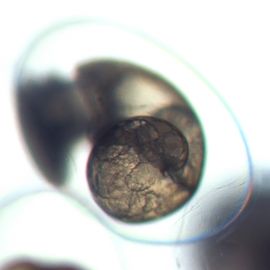 From Nothing to Quite Something – A Journey of a Snail Embryo