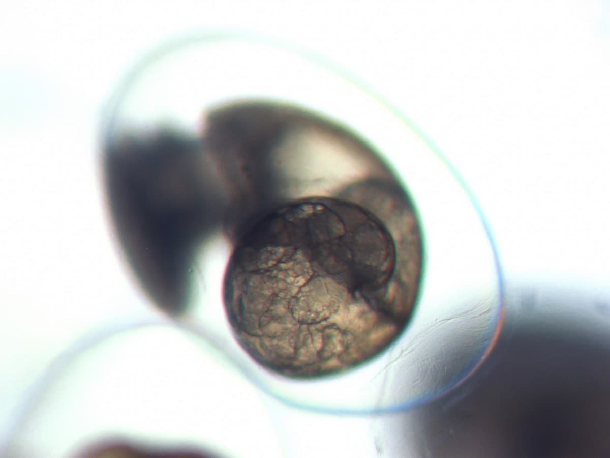 From Nothing to Quite Something – A Journey of a Snail Embryo ...