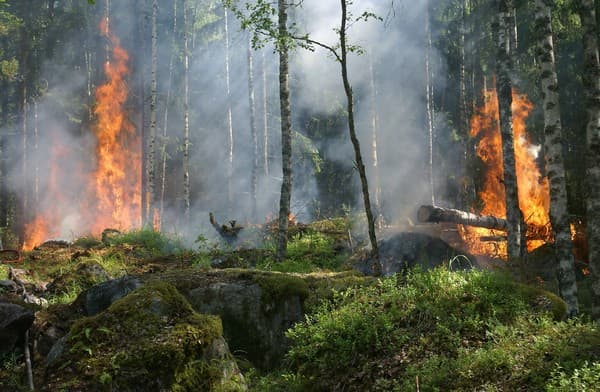 Are You Eco-anxious? Understanding Anxiety and Distress in Times of Climate Change