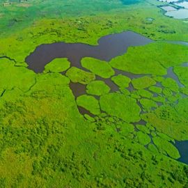 The Dankuni wetland complex is one of the largest remaining contiguous wetland habitats in Bengal and one of the last strongholds of the fishing cat, which also happens to be the state animal of West Bengal.