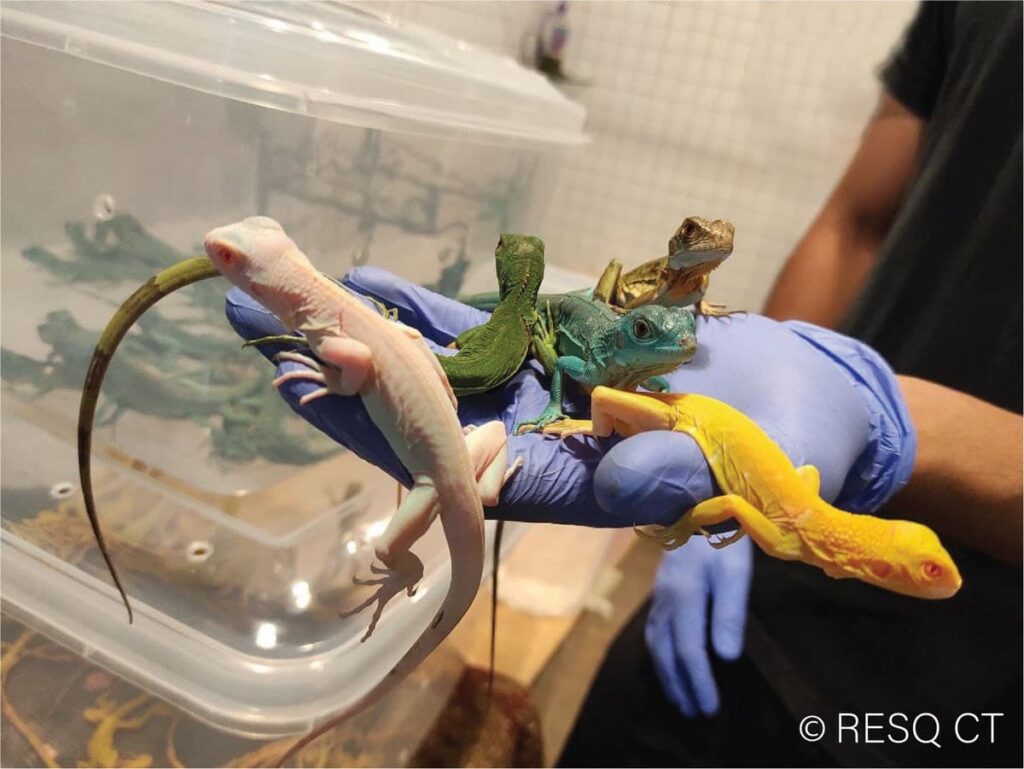 Reptiles are in high demand as pets, with over 80 reptile species recorded in trade in India many of which are categorised as critically endangered and vulnerable by the IUCN Red List in their host countries.