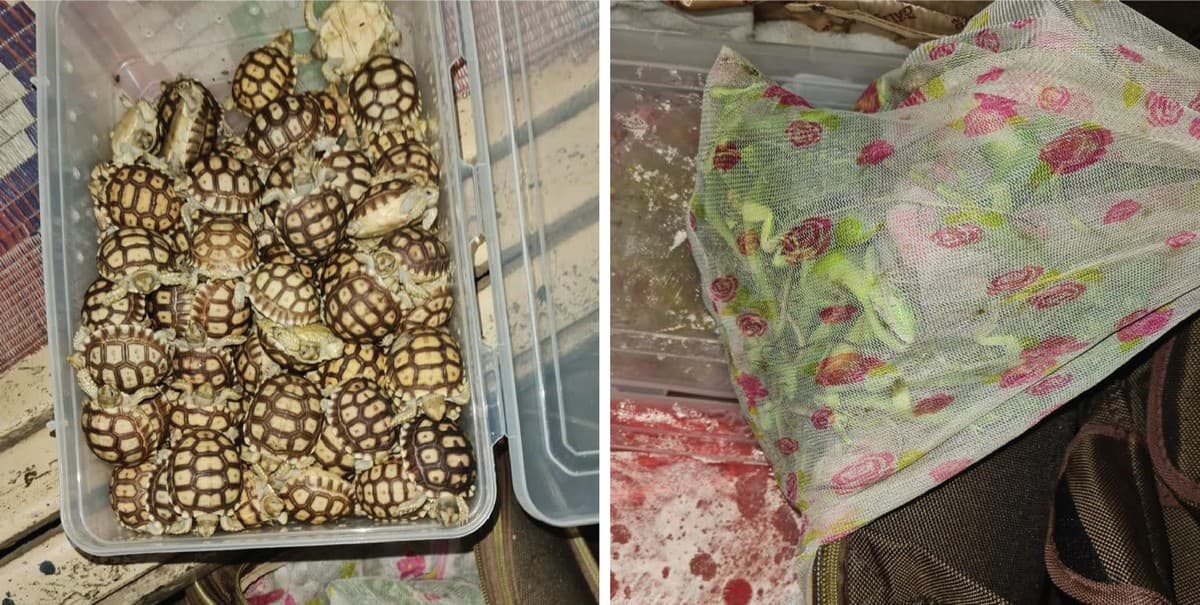 A suitcase filled with hundreds of iguanas (right) and African sulcata tortoises (left) stuffed in plastic boxes was recovered by the Railway Police Force, Pune, in 2021. Photo credit: RESQ CT