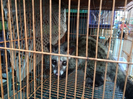 A civet for sale in a market in Jatinegara, Indonesia