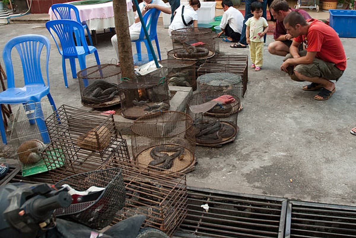 Wild animals including snakes, lorises, pangolins, lizards, etc. kept on display in an illicit open-air animal market in Myanmar. Photo credit: Dan Bennet/Wikimedia Commons