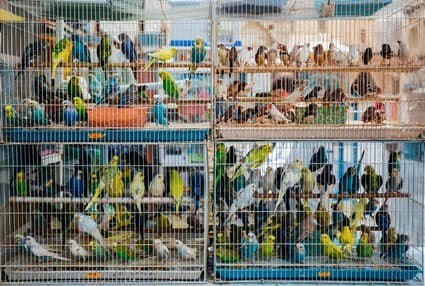 It is quite common to see caged birds up for sale in most pet shops (right). Photo credit: Kelly/Pexels. From lovebirds, budgerigars and innumerable other species of parrots such as cockatoos and macaws, birds are popular pets. Parrots, such as the African grey parrot (left), are among the most heavily exploited group of birds for global pet trade. Photo credit: Kristian Thomas/Pexels.com