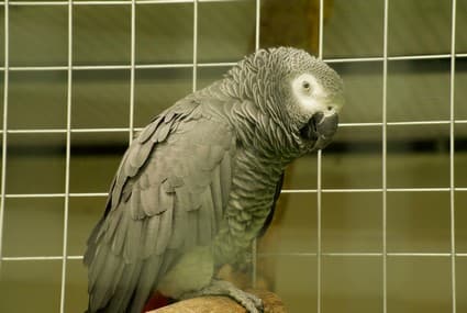 It is quite common to see caged birds up for sale in most pet shops (right). Photo credit: Kelly/Pexels. From lovebirds, budgerigars and innumerable other species of parrots such as cockatoos and macaws, birds are popular pets. Parrots, such as the African grey parrot (left), are among the most heavily exploited group of birds for global pet trade. Photo credit: Kristian Thomas/Pexels.com