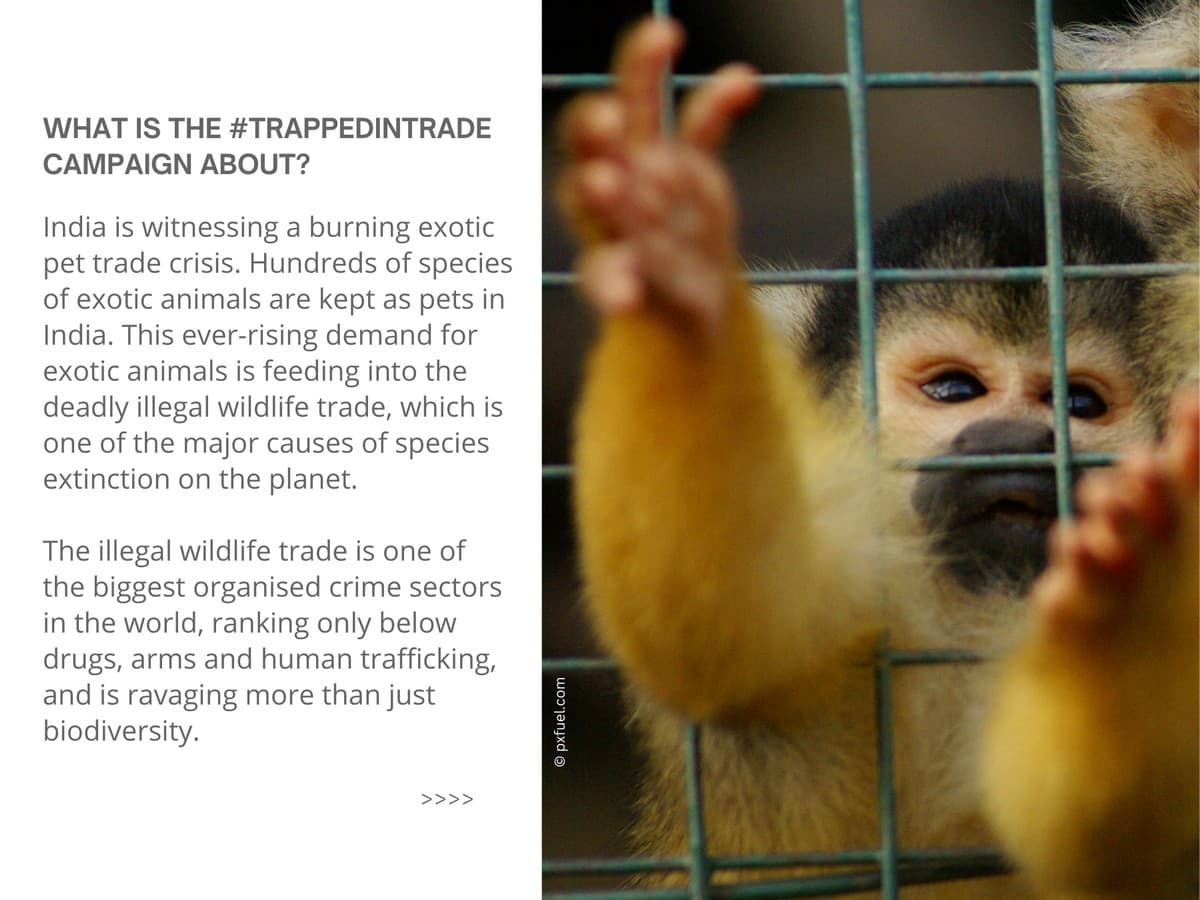 The #TrappedInTrade campaign is focused on the serious issue of growing demand for exotic animals in India and the urgent need for stronger wildlife laws for better regulation of trade in exotic species in the country.