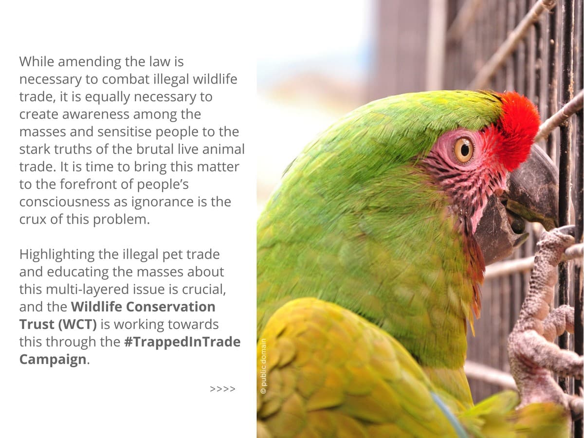 The #TrappedInTrade campaign is focused on the serious issue of growing demand for exotic animals in India and the urgent need for stronger wildlife laws for better regulation of trade in exotic species in the country.