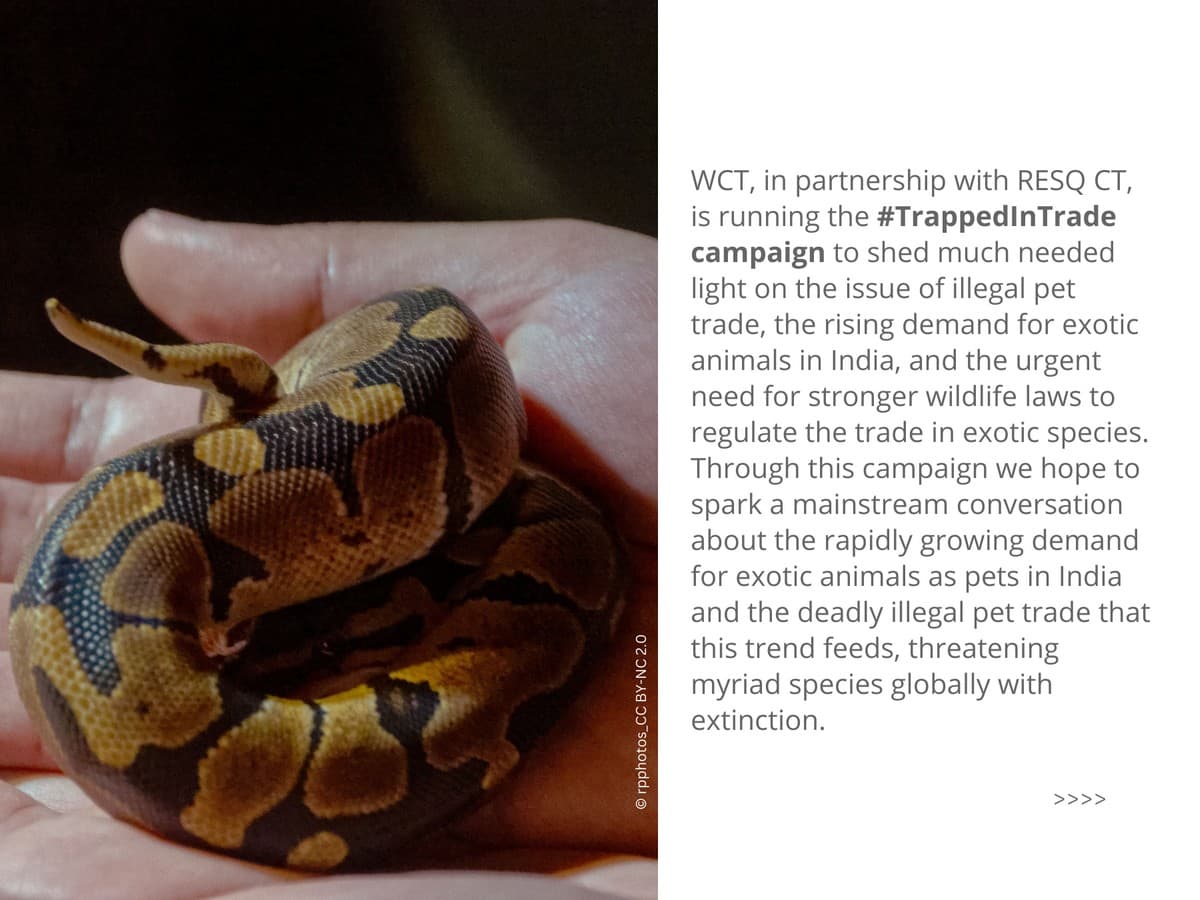 The #TrappedInTrade campaign is focused on the serious issue of growing demand for exotic animals in India and the urgent need for stronger wildlife laws for better regulation of trade in exotic species in the country.