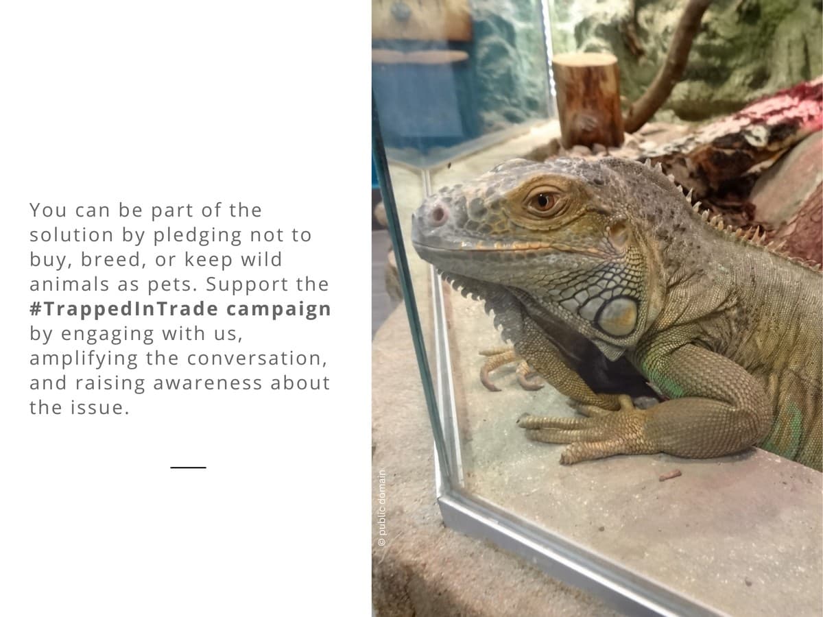 The #TrappedInTrade campaign is focused on the serious issue of growing demand for exotic animals in India and the urgent need for stronger wildlife laws for better regulation of trade in exotic species in the country.