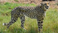 Creating a sustainable home for the cheetahs