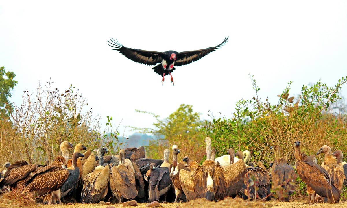 A severe decline in vulture populations in India has been touted as being one of the reasons for the exponential rise in domestic dog population.