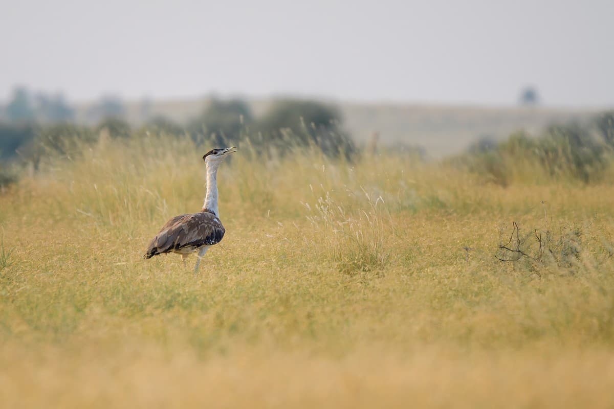 Populations of endangered species such as the Great Indian Bustard are gravely threatened by free-ranging dogs affecting their population recovery and conservation efforts.