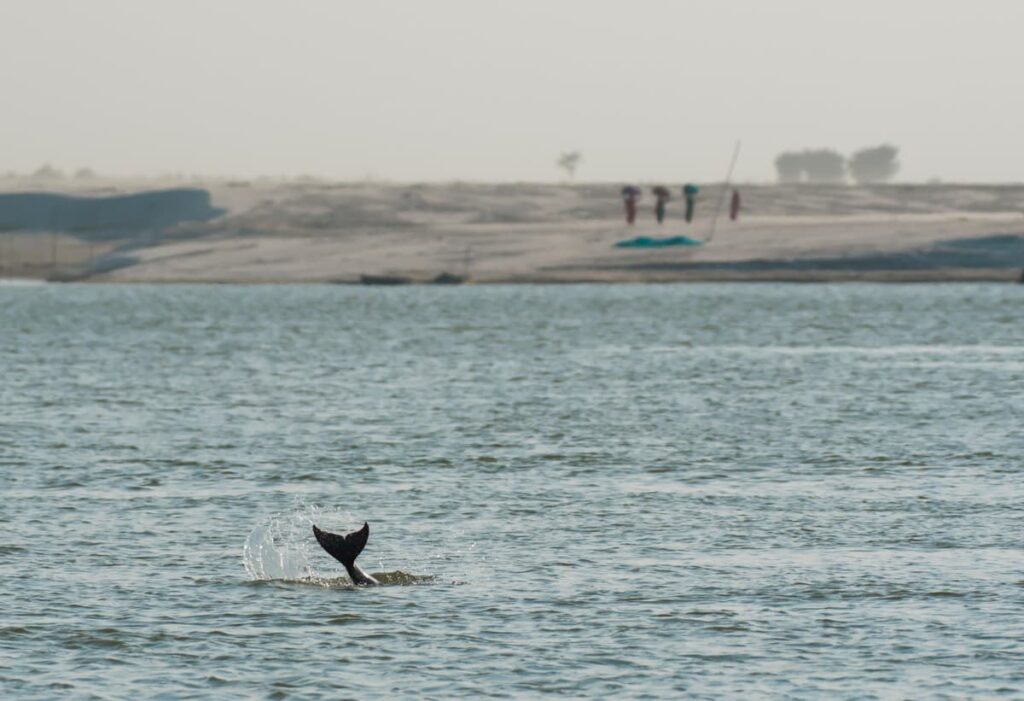 A Ganges river dolphin surfaces in Vikramshila Gangetic Dolphin Sanctuary, Bihar.