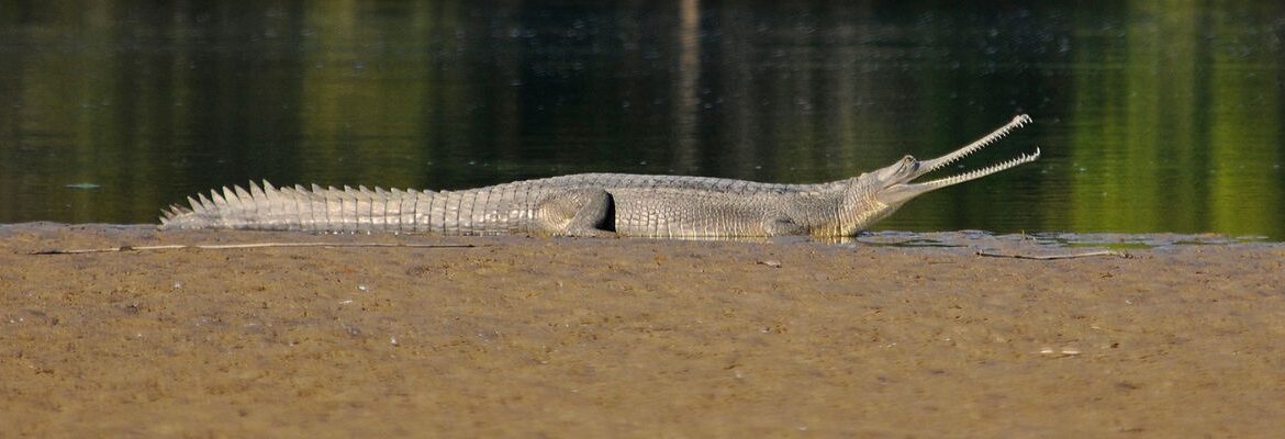 WCT is building a conservation roadmap for gharial conservation under its Programme Makara with an emphasis on Chambal River, and Son, Ghaghra, and Gandak Rivers.