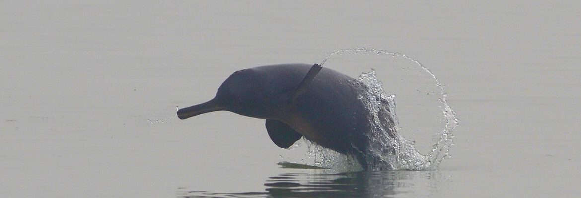 WCT’s Riverine Ecosystems and Livelihoods (REAL) programme seeks to examine the ways in which the objectives of fisheries and wildlife management in India’s Gangetic plains and Central India can be interwoven, specifically in areas where fishing activity and endangered freshwater species overlap.