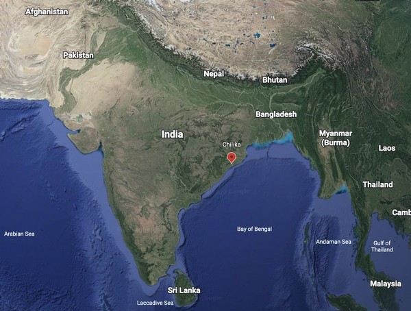 In the past 3-4 years, a string of exciting reports of honey badger sightings emerged from human-dominated areas in the Chilika lagoon.