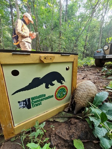 A pangolin shifted to the release site in a specially designed wooden transportation box.