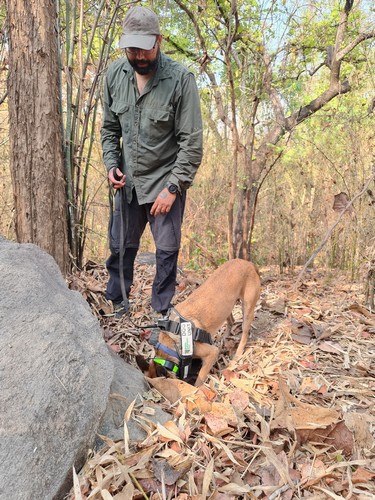 Aditya Joshi with conservation dog Hira who is indicating a pangolin burrow.