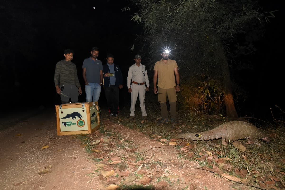 MPFD and WCT staff releasing a tagged pangolin.