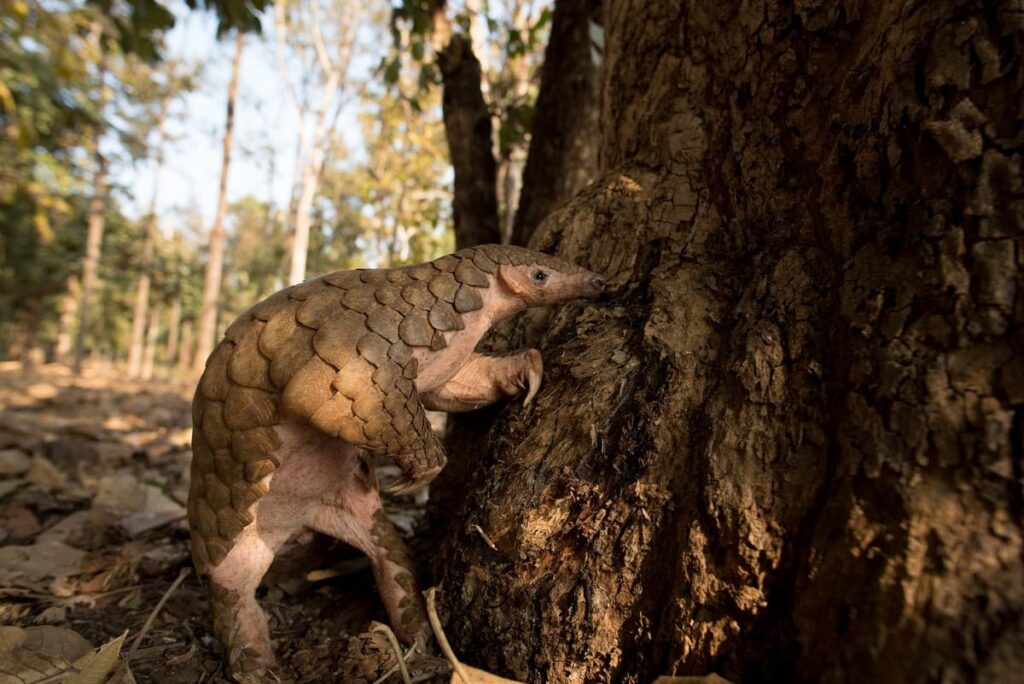 Scaling up Pangolin Conservation in India - Wildlife Conservation Trust