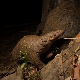 Scaling up Pangolin Conservation in India: WCT is focused on developing an ecology-based conservation strategy for the Indian pangolin in Madhya Pradesh, a first-of-its-kind project designed around this species.