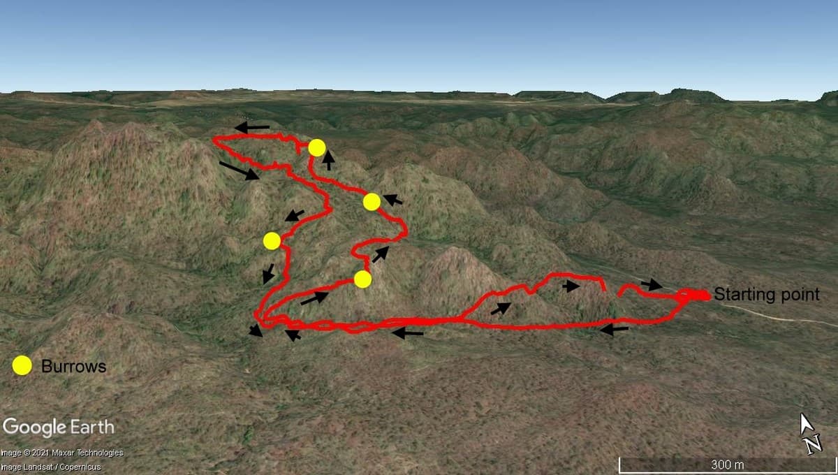 Map showing a survey track using detection dogs. The GPS collars fitted on the dogs help track the path, distance, and effort of every survey.