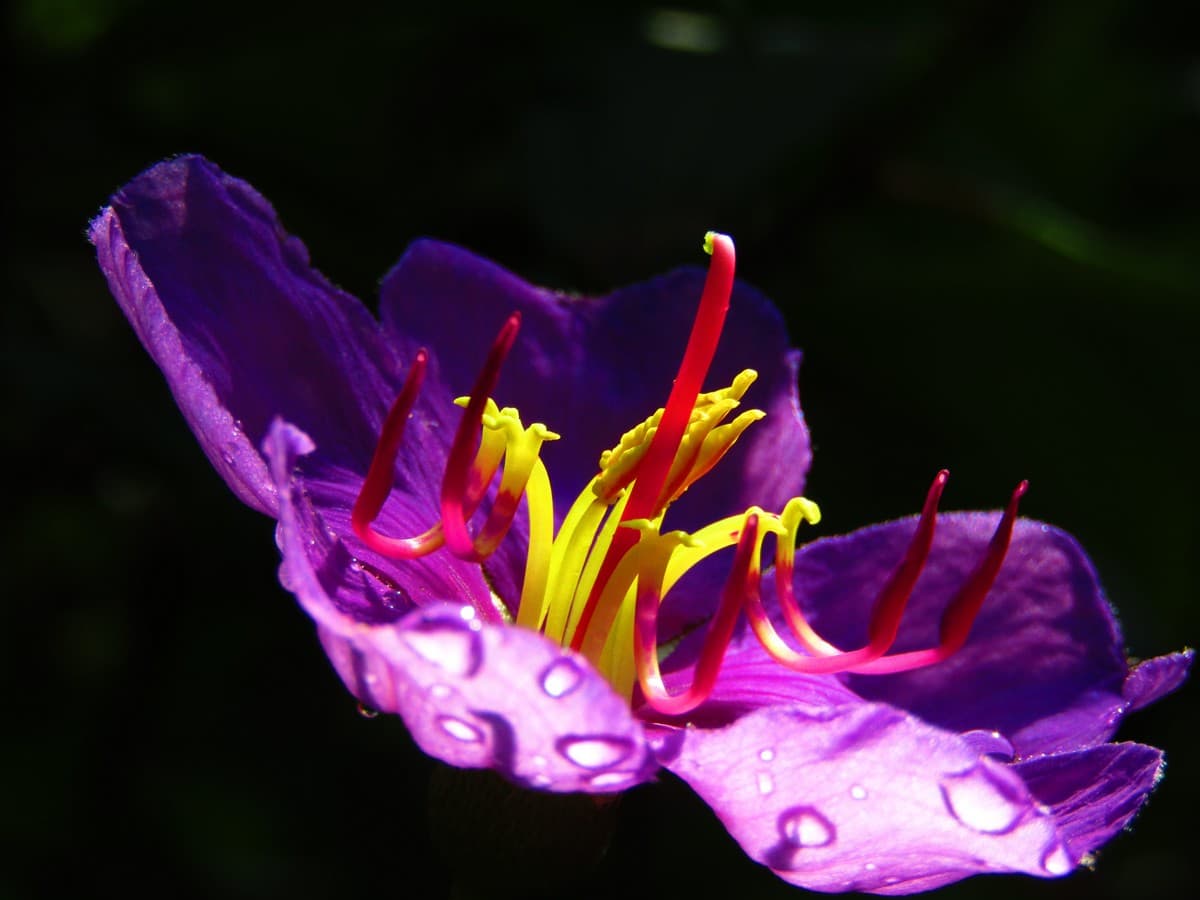 Flowers are essentially the reproductive structures of flowering plants (angiosperms). Flowers attract pollinators, such as insects, to pollinate their flowers and enable sexual reproduction. Flowers are an important source of food for pollinating animals.