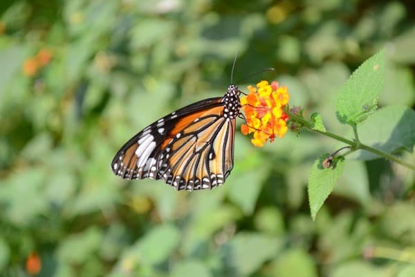 Flowers are essentially the reproductive structures of flowering plants (angiosperms). Flowers attract pollinators, such as insects, to pollinate their flowers and enable sexual reproduction. Flowers are an important source of food for pollinating animals.