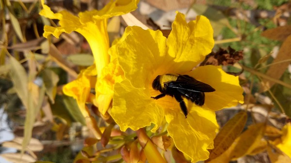 Flowers are essentially the reproductive structures of flowering plants (angiosperms). Flowers attract pollinators, such as insects, to pollinate their flowers and enable sexual reproduction. Flowers are an important source of food for pollinating animals.