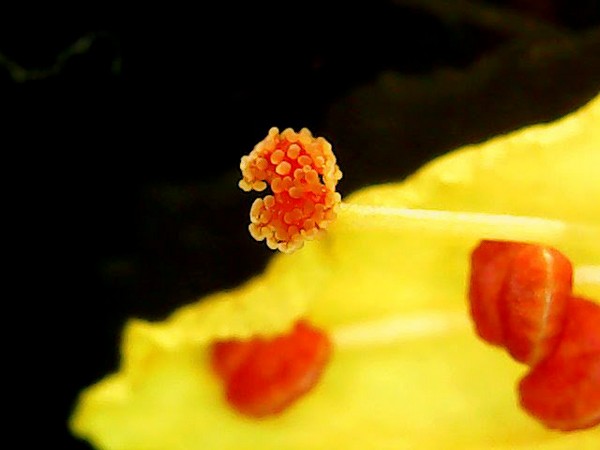 The male reproductive part of a flower called stamen consists of the bulbous anther at the top where the pollen develops. This collective of images made using a USB microscope shows (clockwise from top) pollen within an anther casing that has opened displaying the yellow pollen grains inside (top left), the pollen grains that have settled on a stigma (female reproductive organ) (top, right; bottom, left). The four-O’-clock plant flowers (bottom, right). Credit: Purva Variyar.