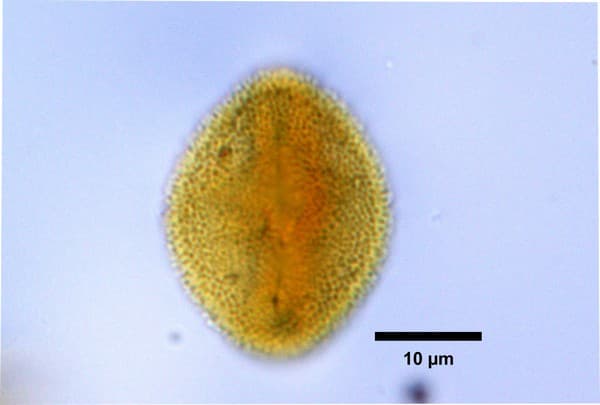 Two different images of a fossil pollen observed under Scanning Electron Microscope (left) and light microscope (right) identified as those belonging to species Terorchidium rubrivenium of the sub-family Crotonoideae within the plant family Euphorbiaceae. This fossil pollen specimen is dated to be 54 million years old and was unearthed from the Vastan Lignite Mine, Cambay Basin, Gujarat by Dr. Mahi Bansal and her team of researchers. Interestingly, this plant species is today endemic (only found in) to South America.