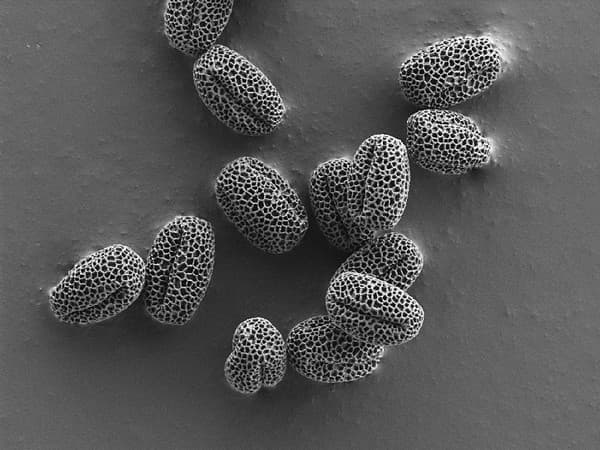 External anatomy of pollen grains is highly specific to specific groups of plants. Each type of plant produces pollen with signature shape and appearance. Clockwise from top – Sage pollen, credit: Judyta Dulnik/Wikimedia commons; Pollen of an unidentified plant, credit: Purva Variyar; Pollen of rye grass, credit: Zeiss Microscopy/Flickr; pollen of olive tree, credit: Zeiss Microscopy/Flickr . Note: These are not fossilised pollen.