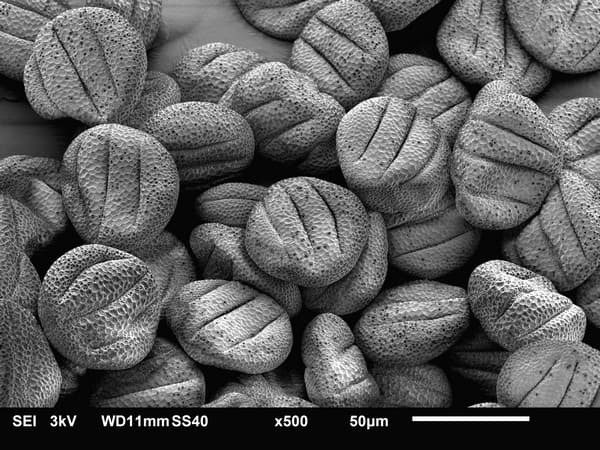 External anatomy of pollen grains is highly specific to specific groups of plants. Each type of plant produces pollen with signature shape and appearance. Clockwise from top – Sage pollen, credit: Judyta Dulnik/Wikimedia commons; Pollen of an unidentified plant, credit: Purva Variyar; Pollen of rye grass, credit: Zeiss Microscopy/Flickr; pollen of olive tree, credit: Zeiss Microscopy/Flickr . Note: These are not fossilised pollen.