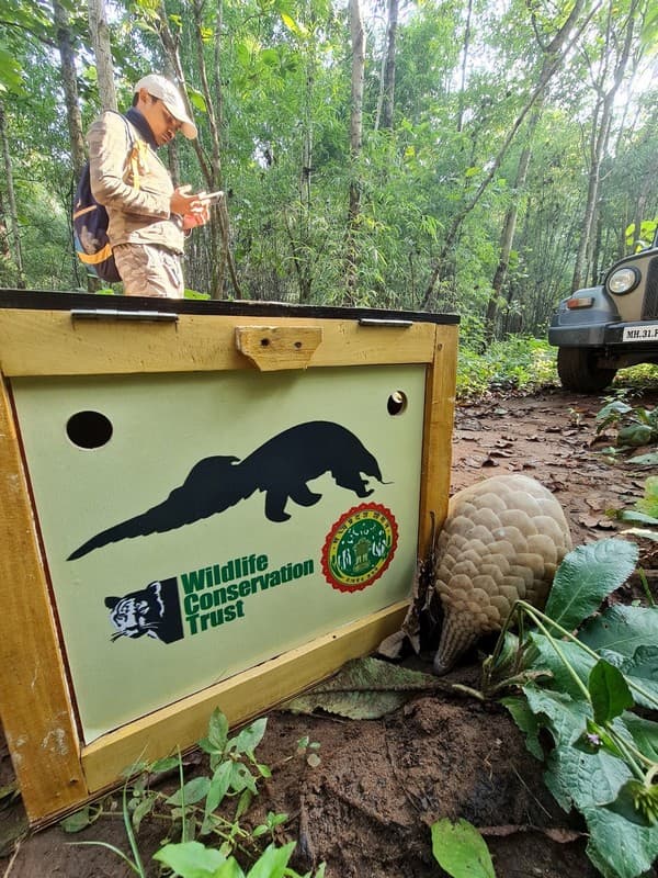 A pangolin shifted to the release site in a specially-designed transportation box.