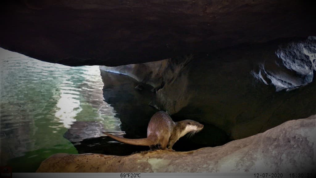 The Eurasian otter is found largely in Europe, Africa, and Asia and is one of the rarest mammals in India. Based on extremely scanty historical records, it was believed to exist in India along with the two more commonly found species: Smooth-coated otter (Lutrogale perspicillata) and Asian small-clawed otter (Amblonyx cinereus).