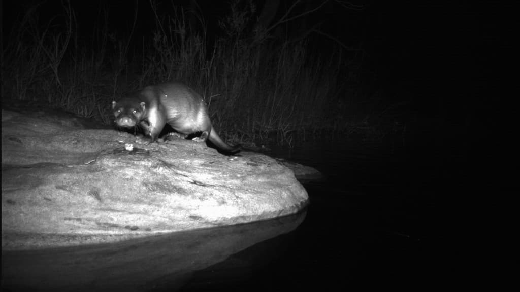 Otter Ecology and Hydrology Project