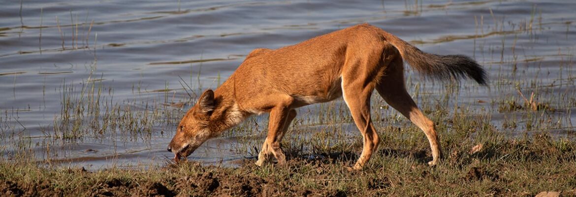 Western Ghats: Improving Large Carnivore Connectivity