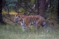 Central India has world’s highest tiger count; Maharashtra, Madhya Pradesh play big role