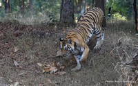 Wildlife Expert Anish Andheria Ranks States On Tiger Conservation Records