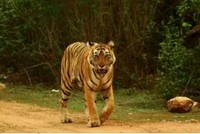 ...If India hopes to be home to 1,500-5,000 more tigers