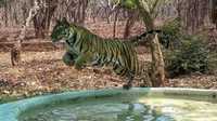 Tiger numbers reach 3,167, local extinction a concern