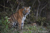 Tiger conservation A multi-point agenda to bring all states up to par