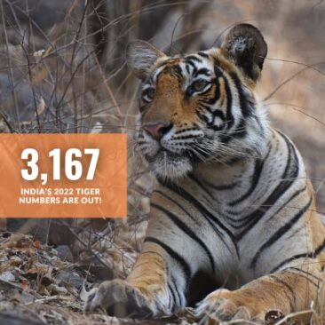 India's 2022 Tiger Numbers: A Detailed Analysis by WCT President Dr. Anish Andheria